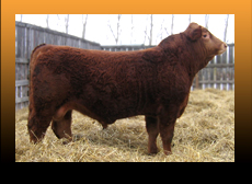 Bulls For Sale