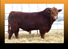 Herdsires